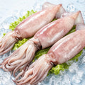 Whole fresh squid on ice with scored tubes