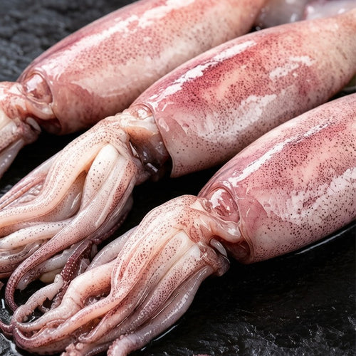 Whole fresh squid on ice with scored tubes