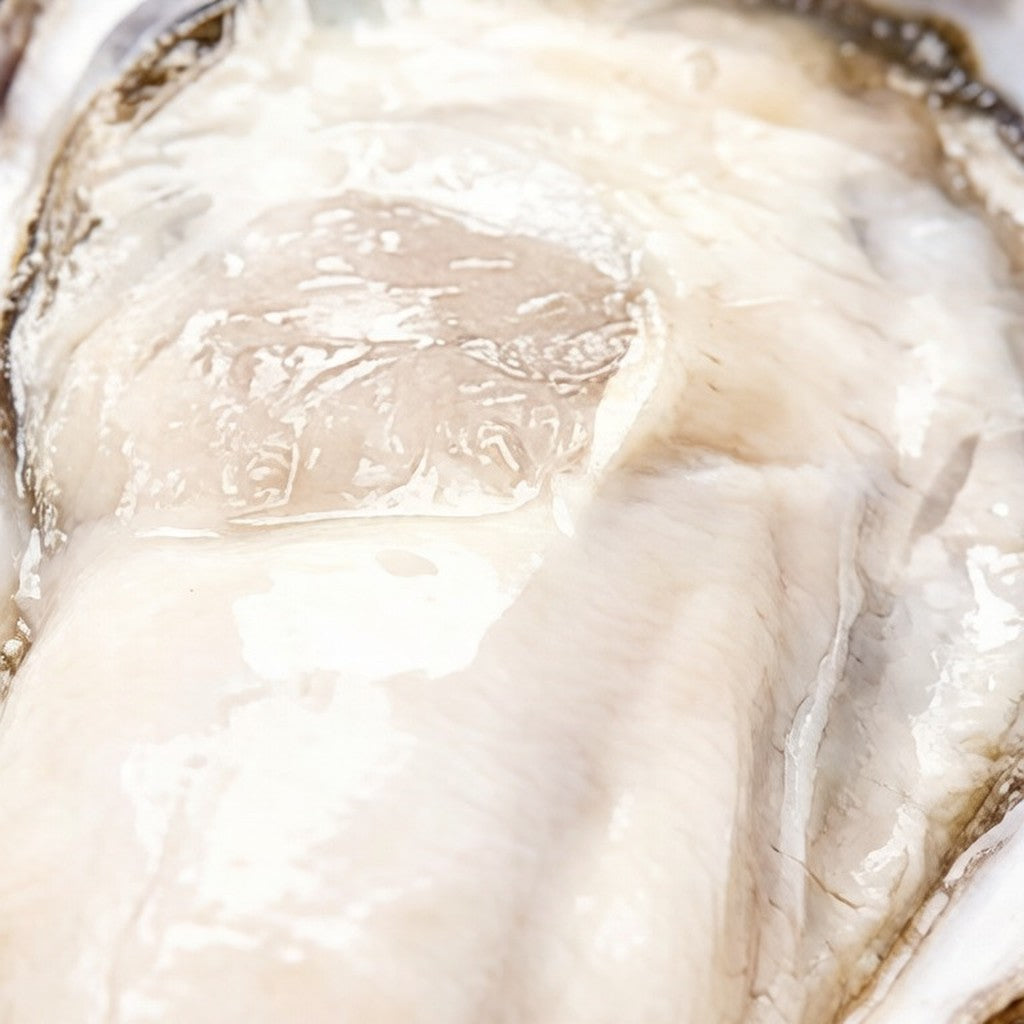 Jumbo oysters opened on the half shell over ice
