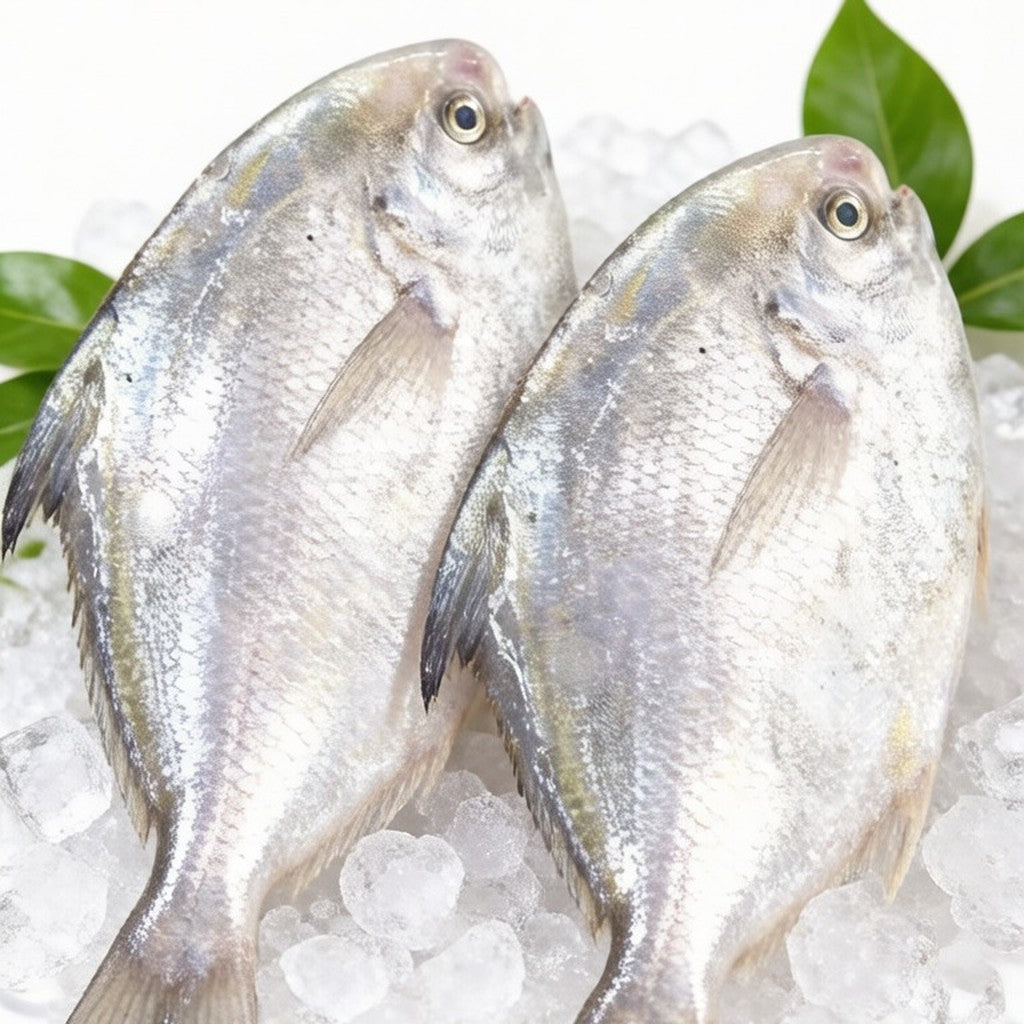 Whole silver pomfret with iridescent scales on ice